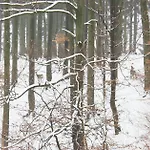 Гостевой дом Mir 3*